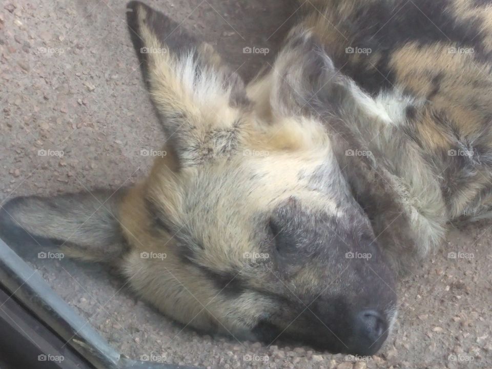 Sleeping African wild dog