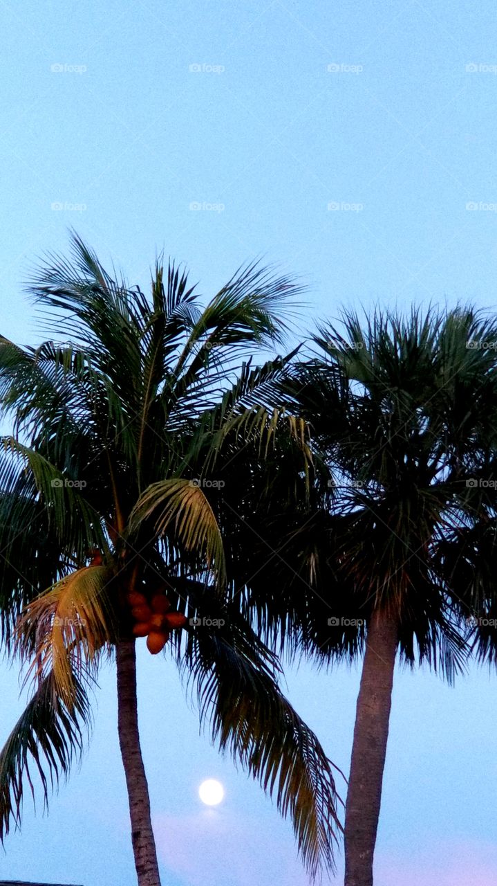 palm trees moon sunset