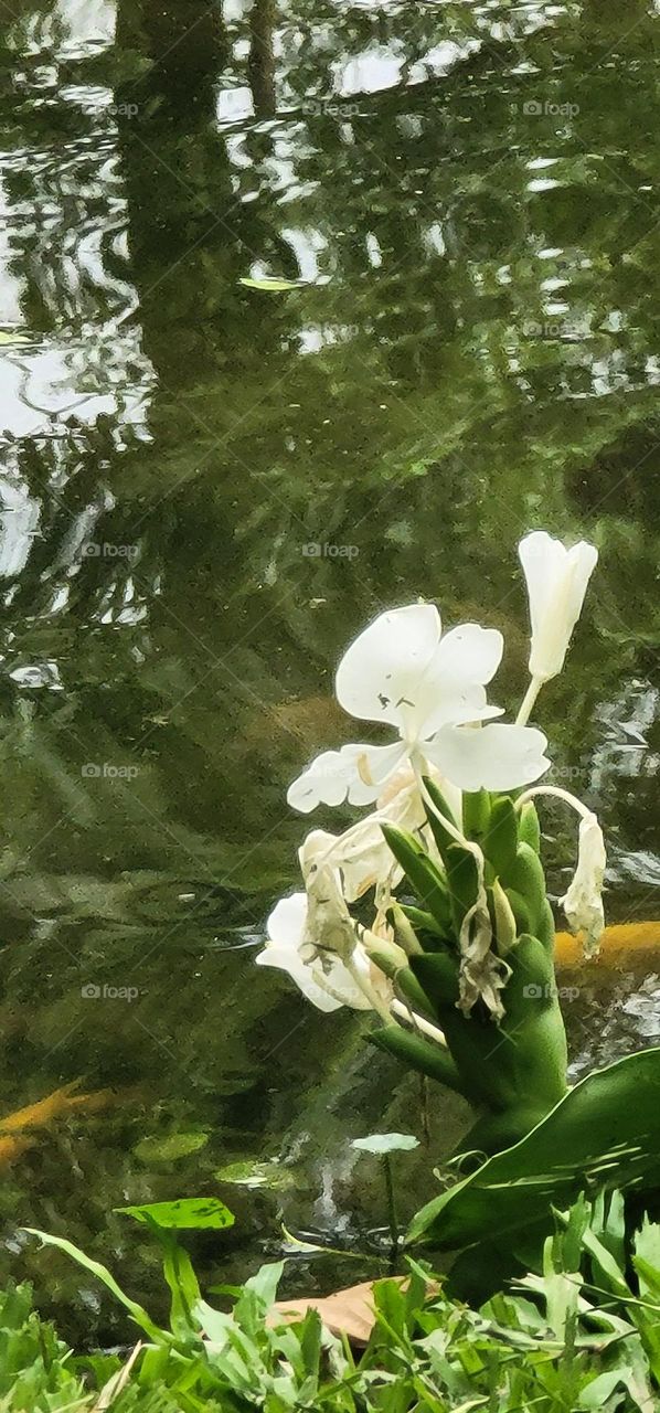 White butterfly. Garland flower