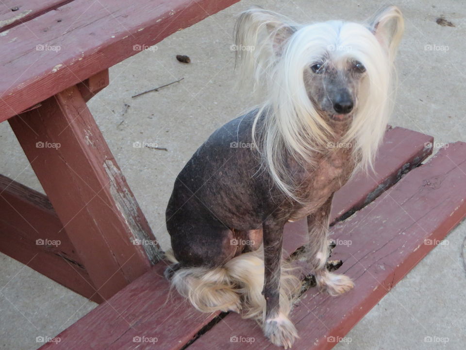 Chines Crested hairless dog