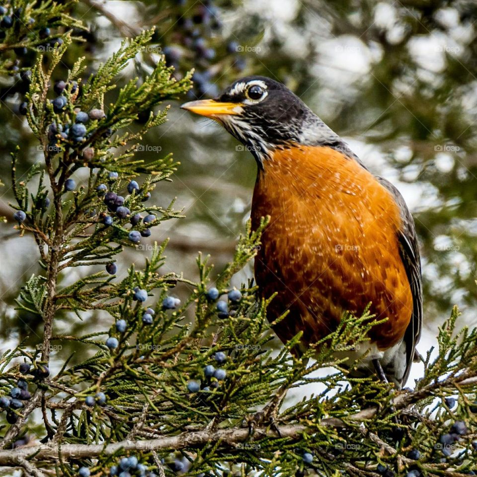 American Robin in cedar tree