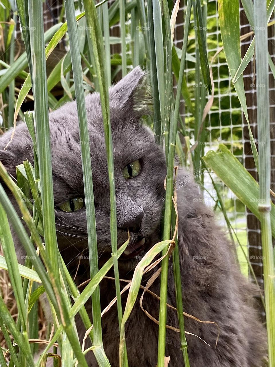 A grey cat sitting in a pot of grass and eating it