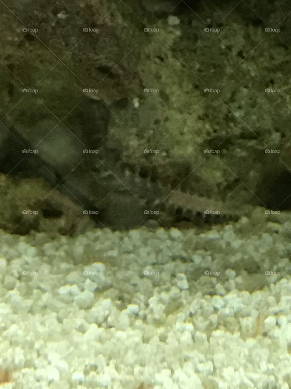 Aquarium bristle worm