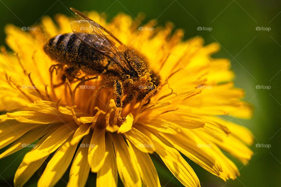 Bee gathering pollen from a dandelion 