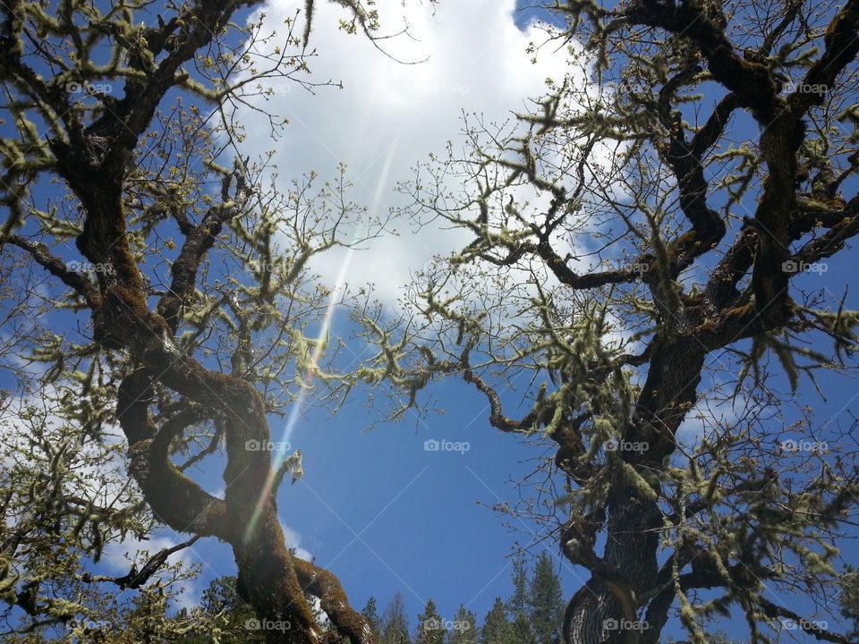 enchanted forest trail