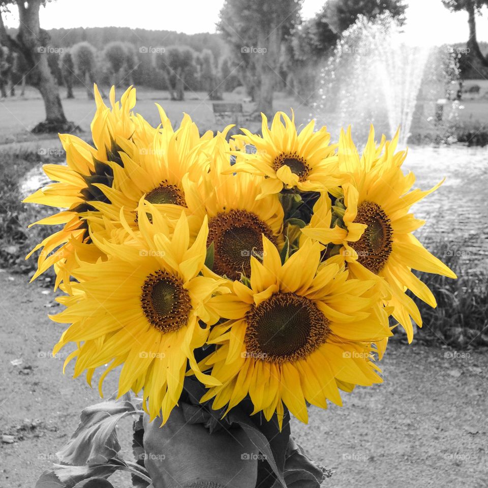 sunflower bouquet
