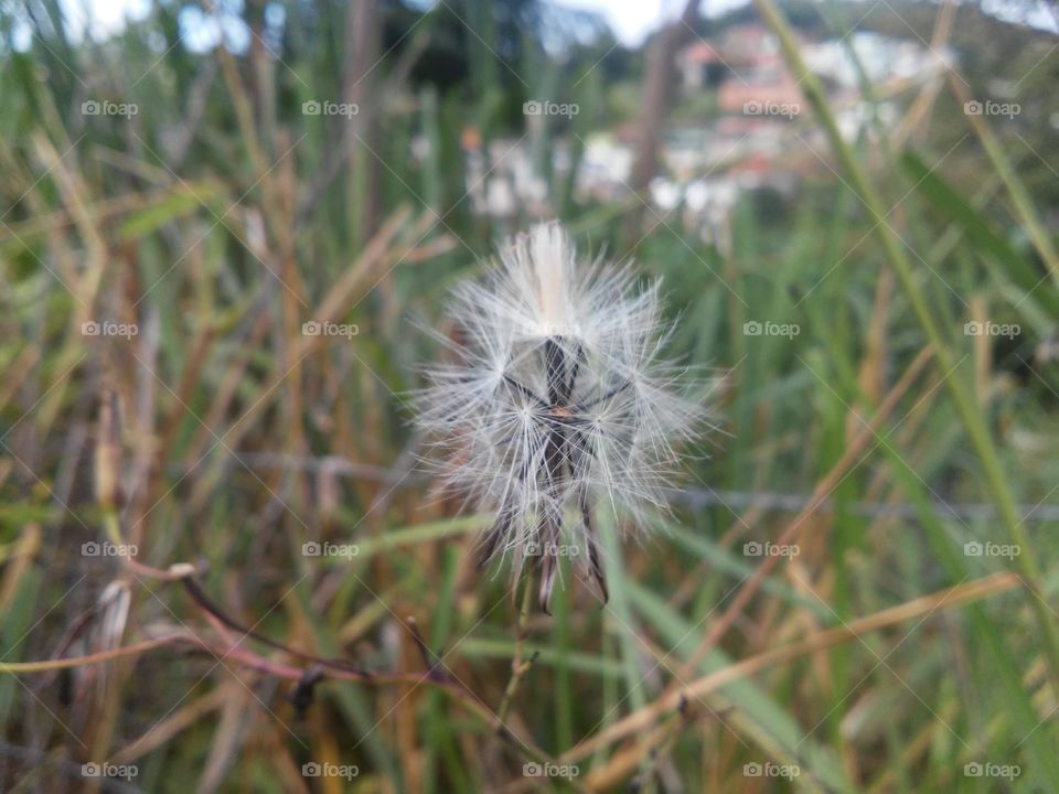 Beautyful macro shots