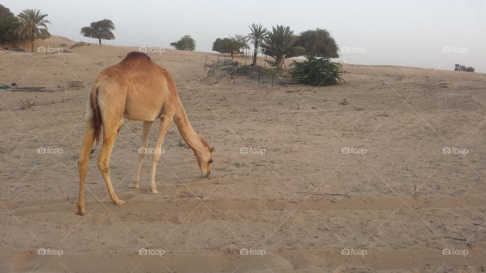 Camel is desertplane show in Dubai desert.