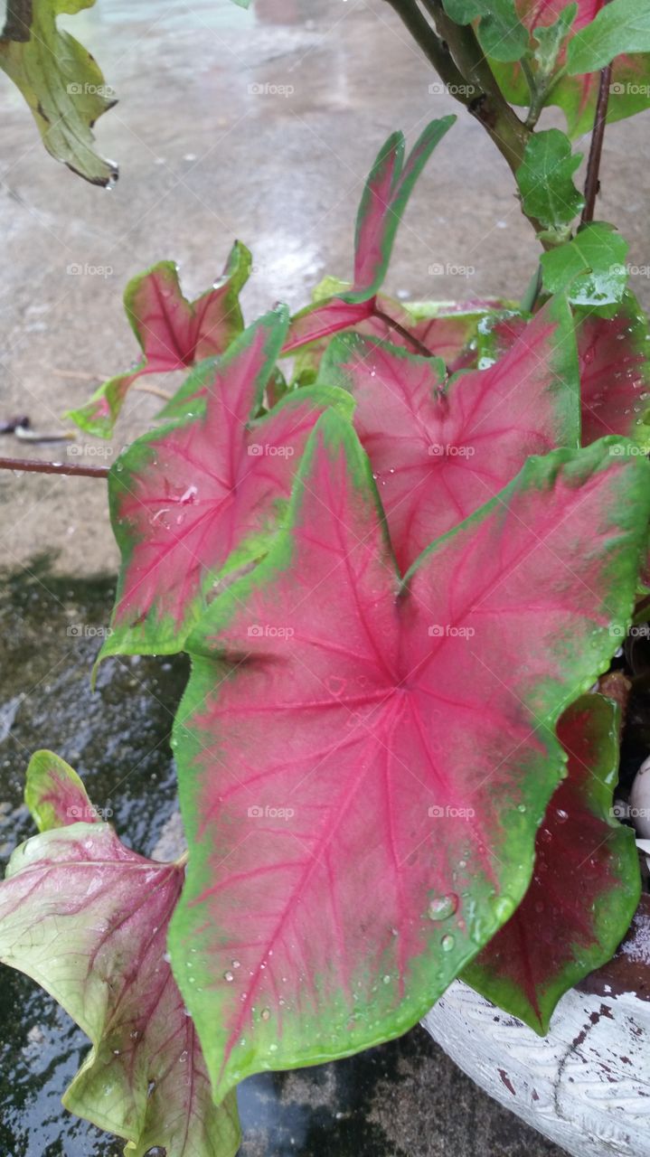 red leaves