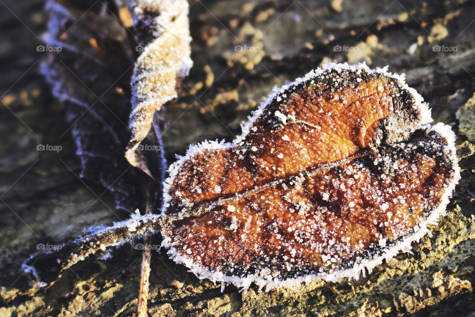 Leaf chained by frost 