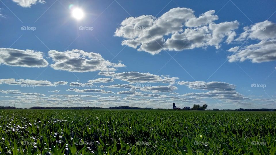 Blue Sky Cornfield
