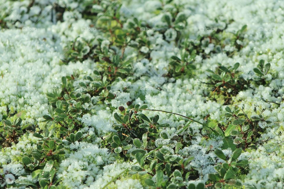 A closeup of some tiny-leaved green ground-cover           The sun is shining through the forest and starting to melt the crystals of frost on and arpund the plant. 