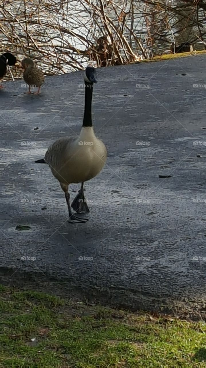 Canada Goose