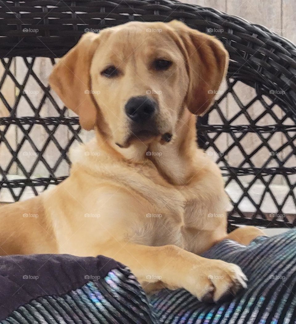 Yellow Labrador