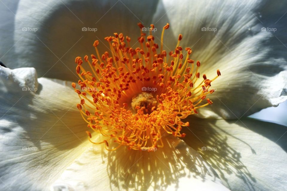 White flower in close up