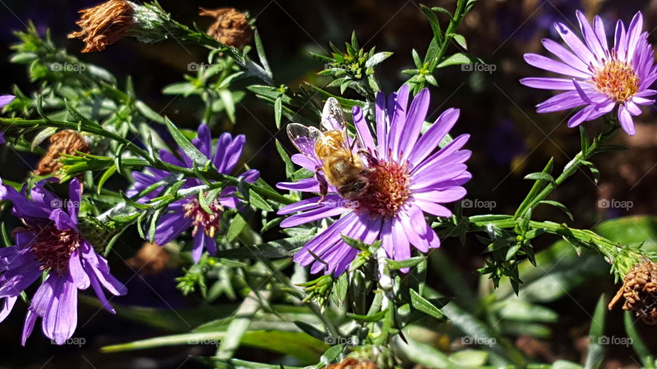 Nature, Flower, Flora, No Person, Garden