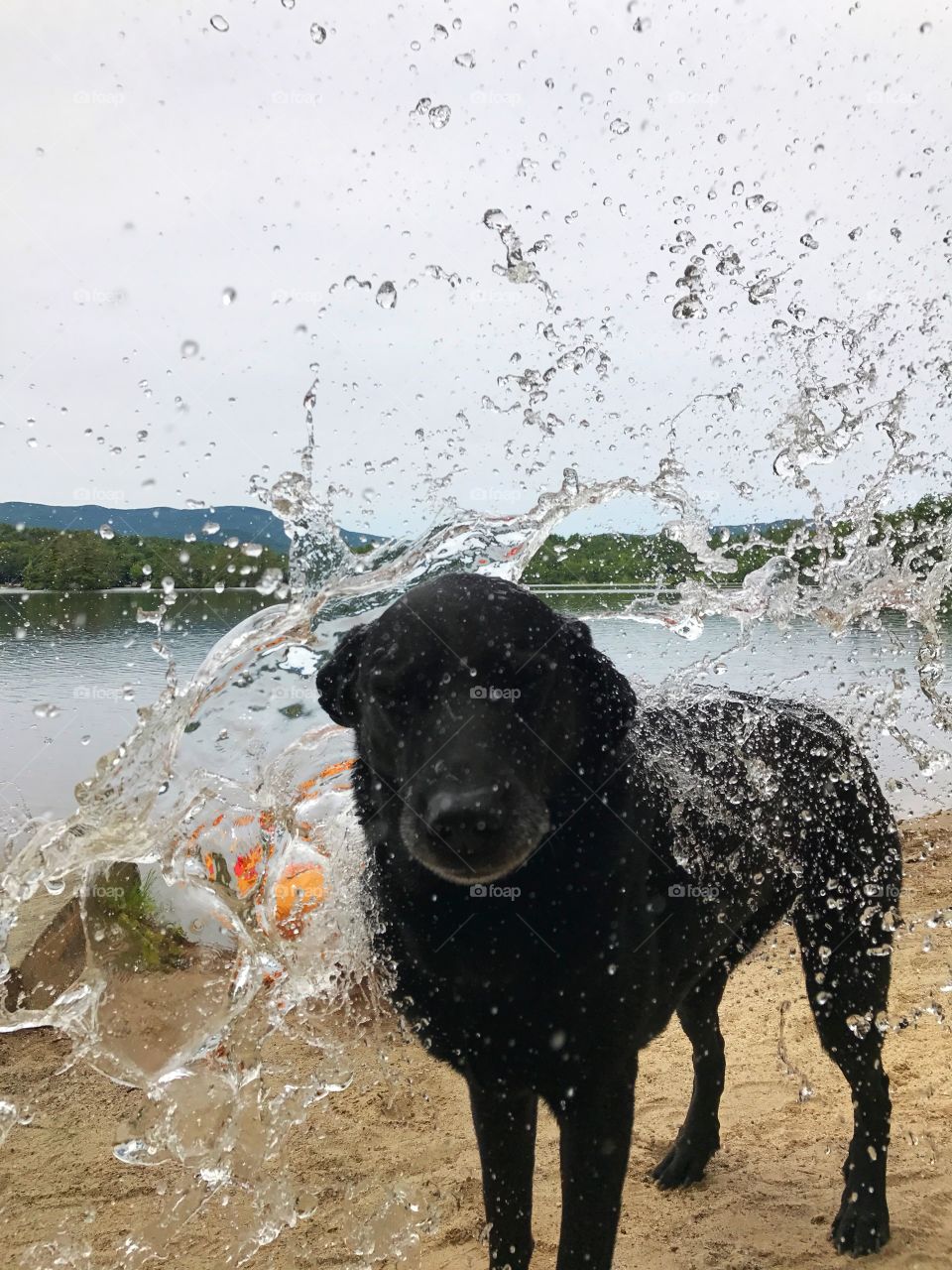 This a is cute lab trying to avoid the large amount of water coming his way