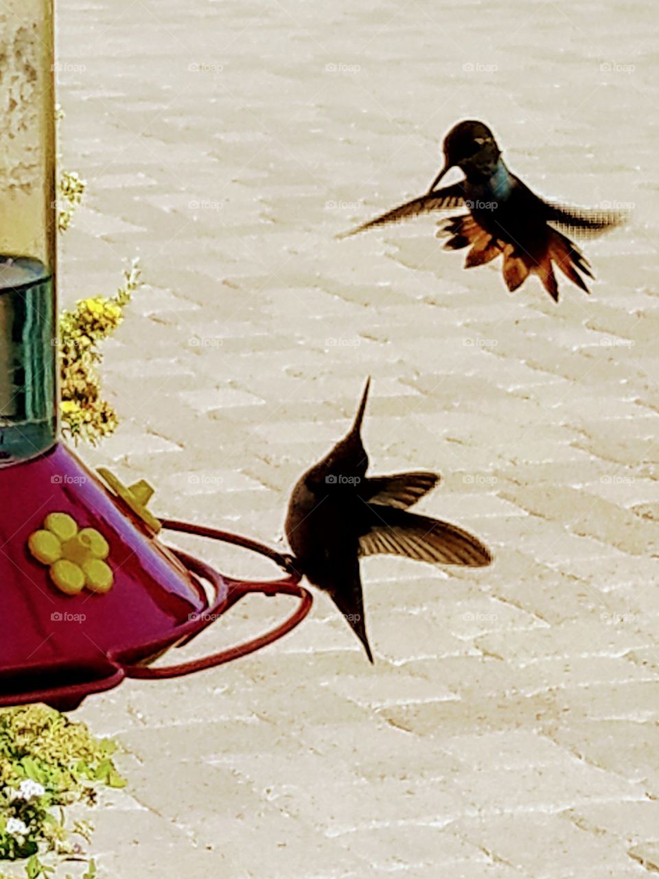 a macro photo of two hummingbirds dueling at a backyard patio feeder and silhouetted by bright summer sunshine