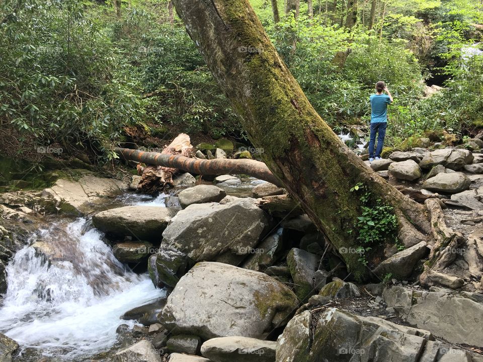 Water, Nature, Wood, Stream, Tree