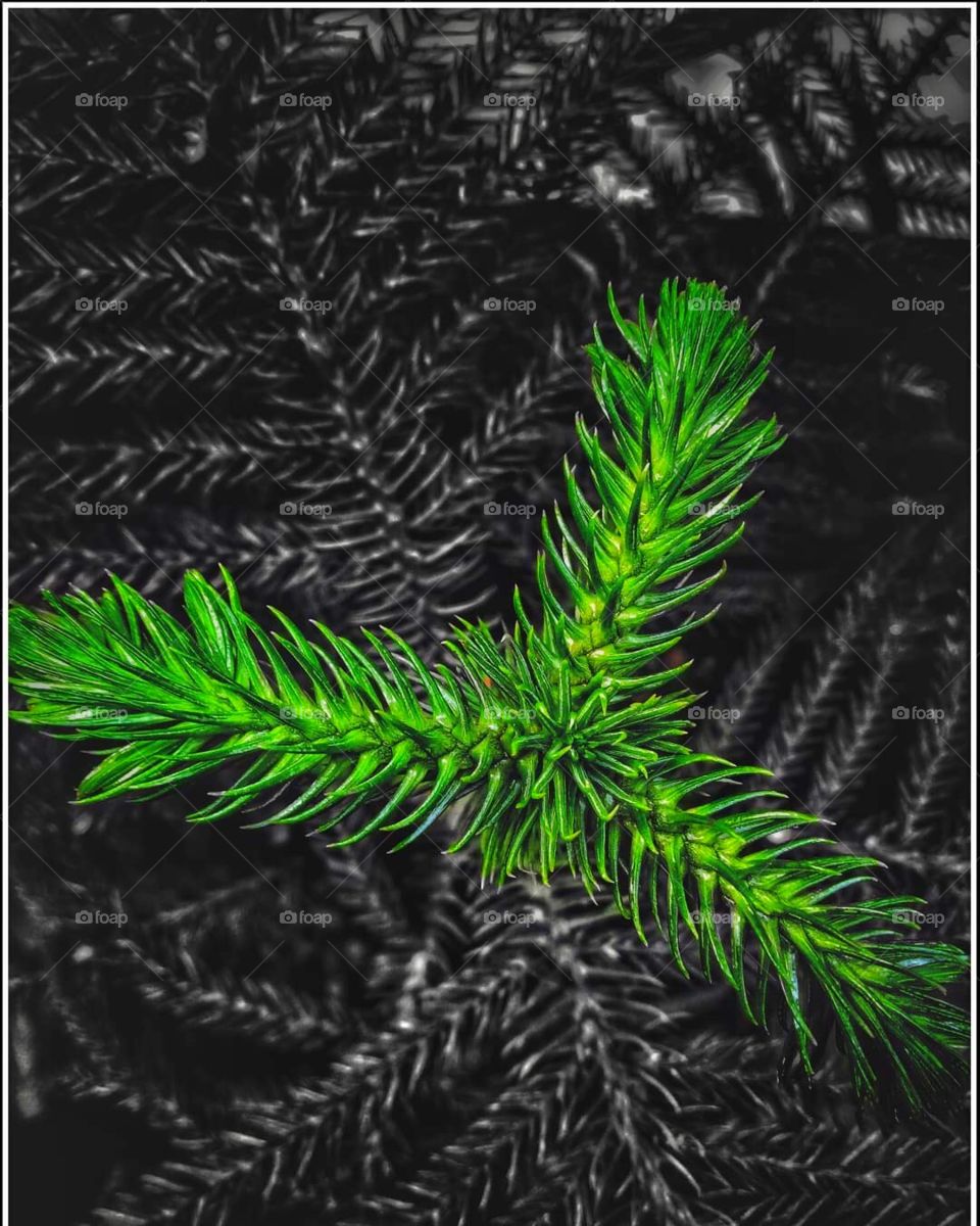 Photoshopped this plant so that the green is all the more vivid. What do you think?