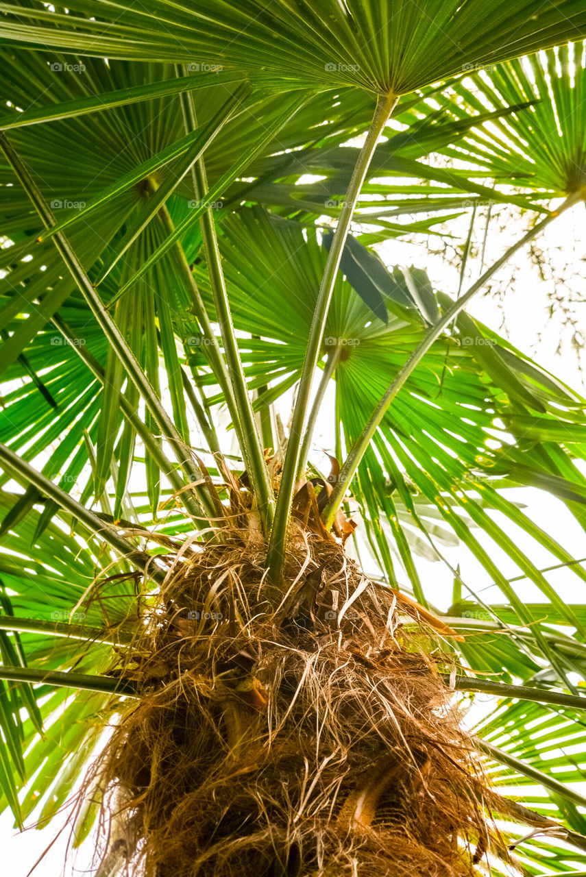 green palm- holiday gardasee 