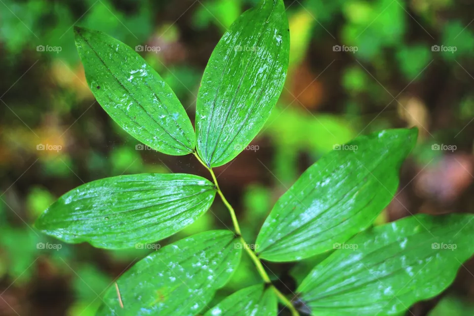 Branch