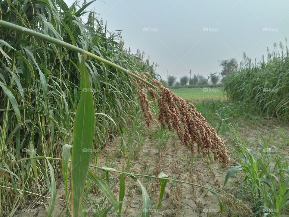 seed group of long grass plant in grass land earth.