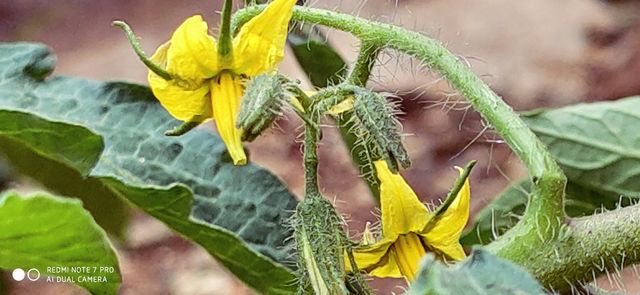 Yellow colour flower