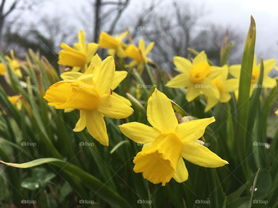 Spring in Virginia starts early in March and one of the first flowers are the beautiful yellow daffodils.