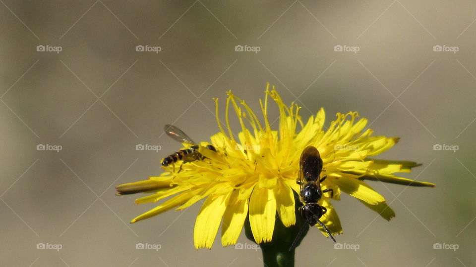 Insect, Nature, Bee, No Person, Flower