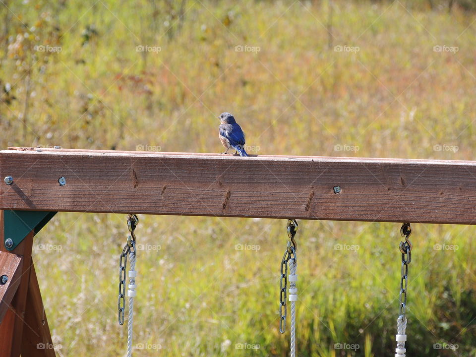 Barn swallow on a wood swimg set!