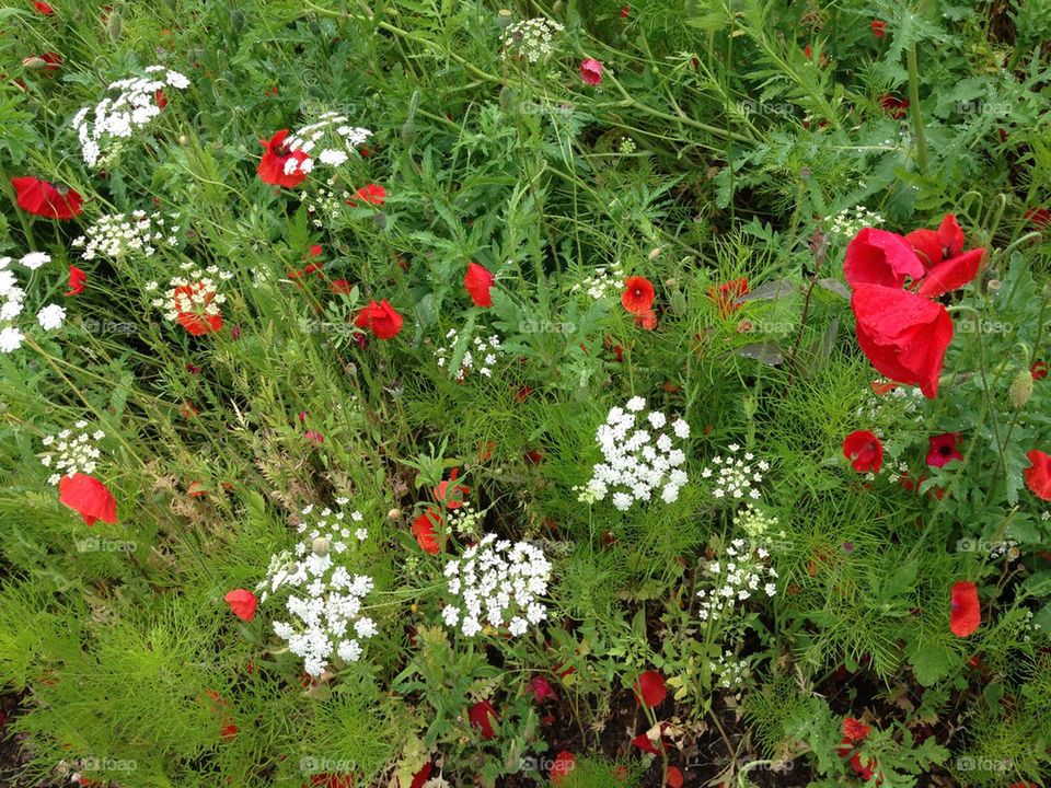 Wild flowers