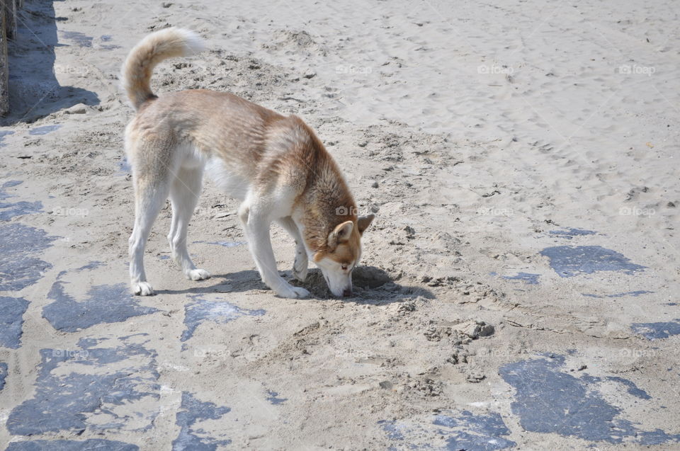 Husky at the beach