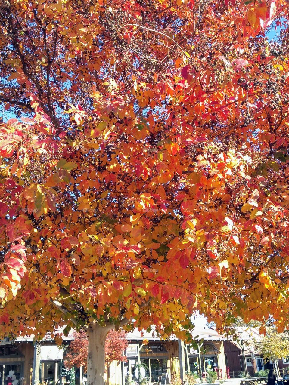 the beauty of fall bright and vibrant