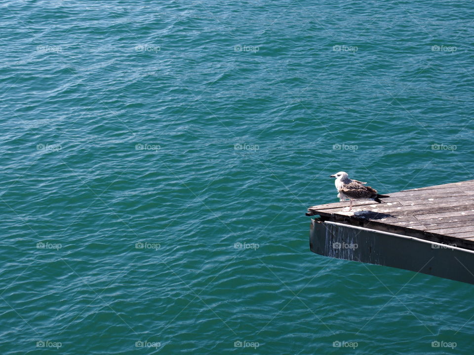 Seagull perching on pier