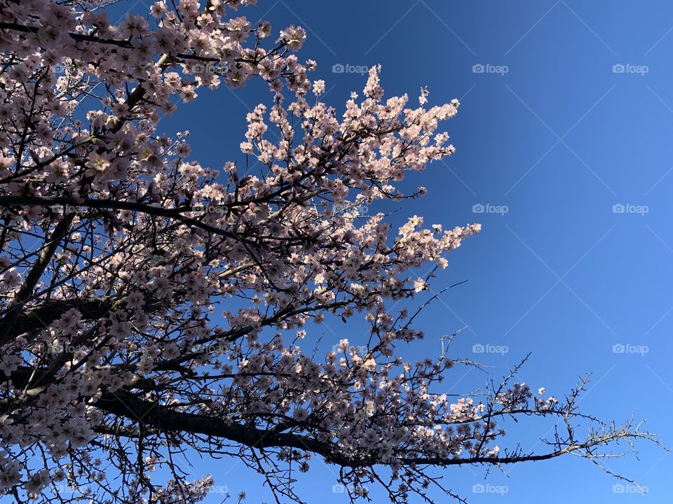 Cherry blossom 