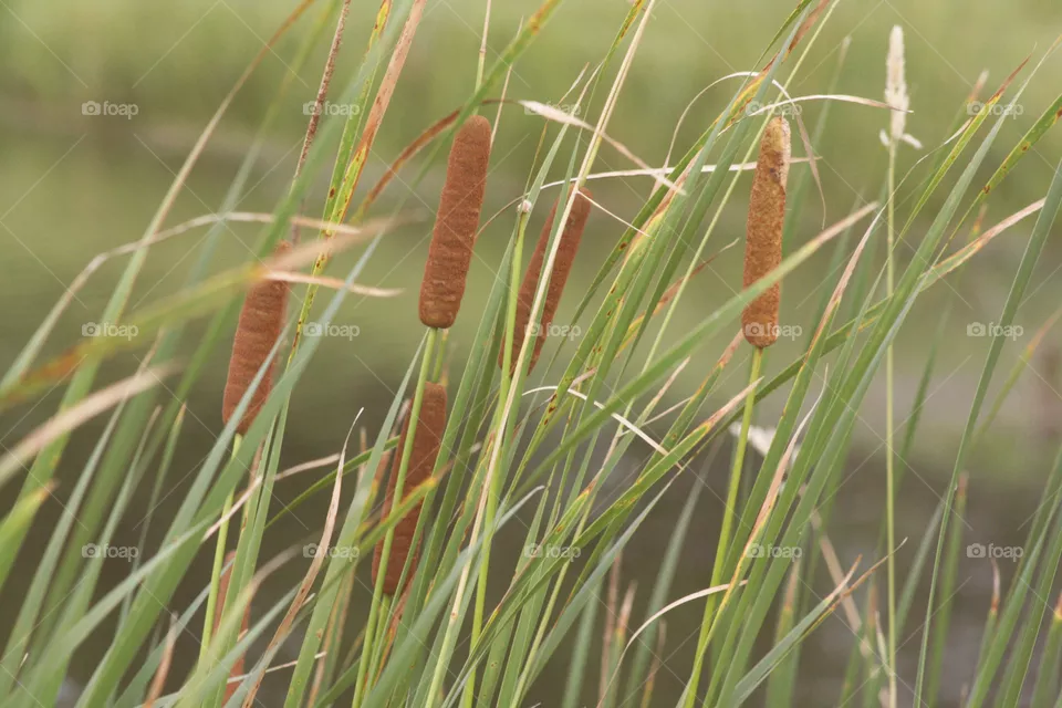 Cattail