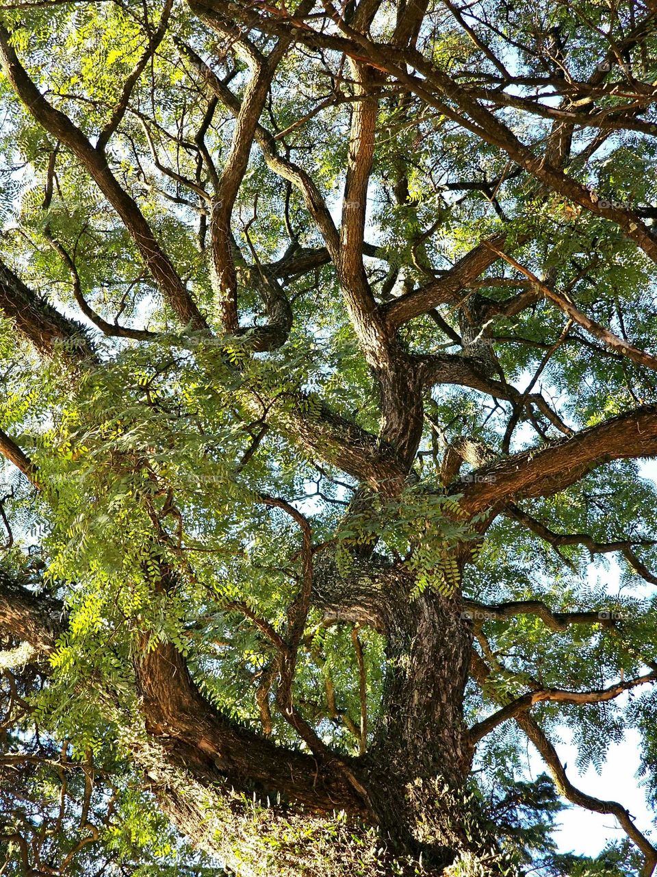 A majestic tree is slowly covered with lush green and vibrant vegetation. The textures, the aged wood, the colors, attract different species and life forms, to this great tree. Save the forest. Save us.