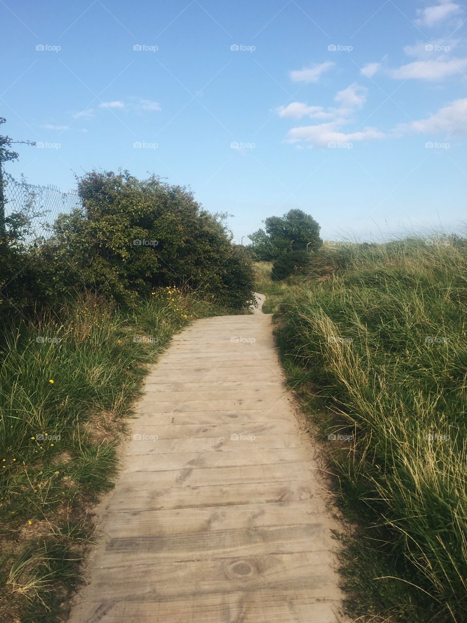 No Person, Nature, Landscape, Road, Grass