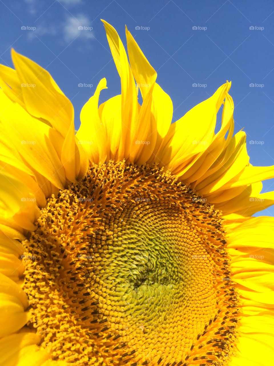 Happy sunflowers