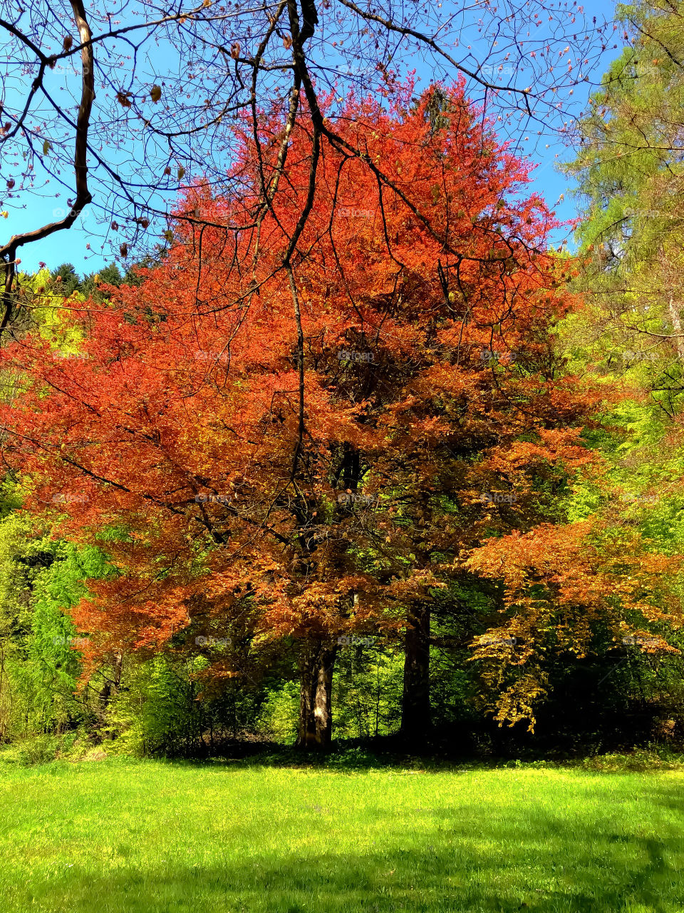 European beech 