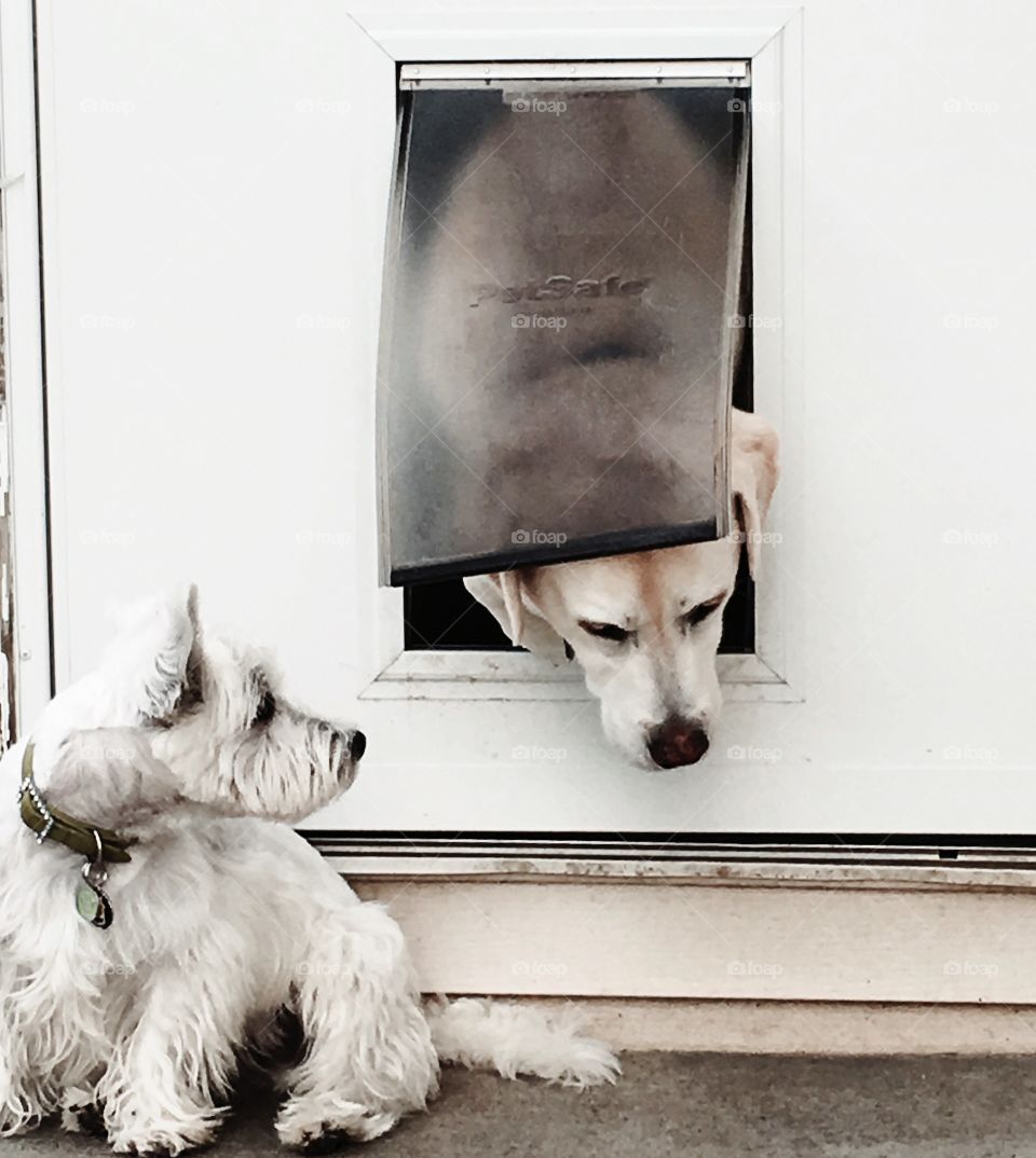 "Hello Big Dog, that's my little dog door!"🐶🐾