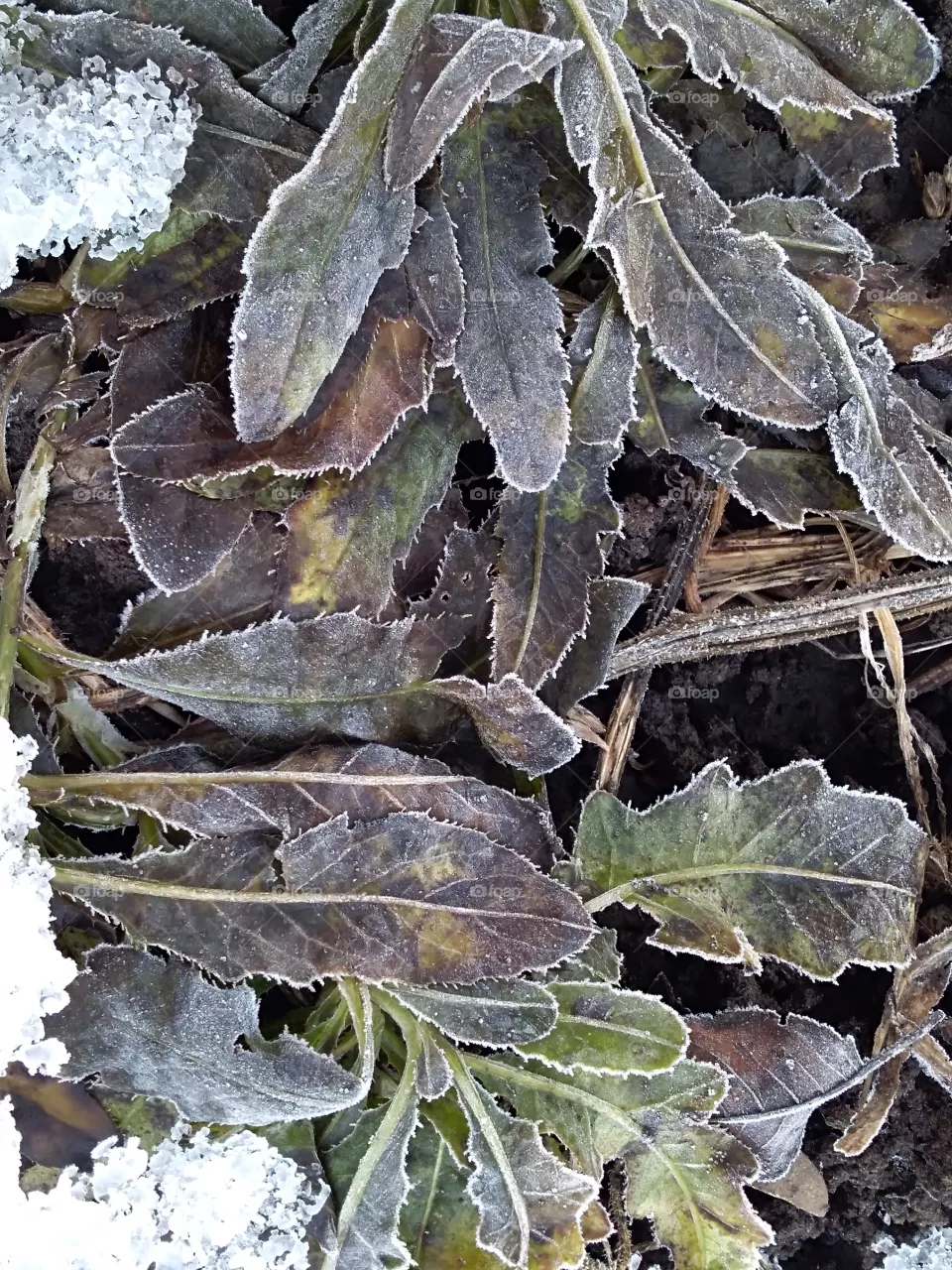 dead plant