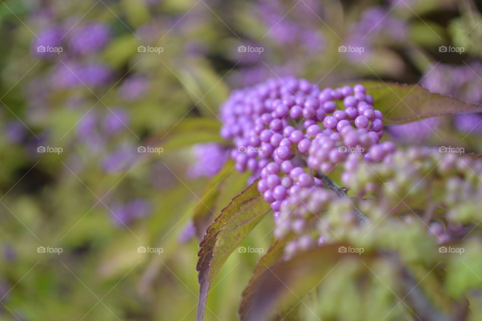 violet berries
