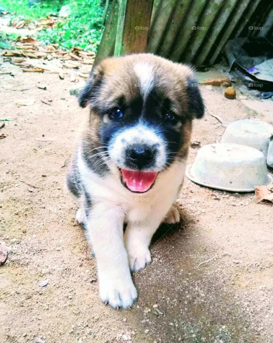 cute baby dog