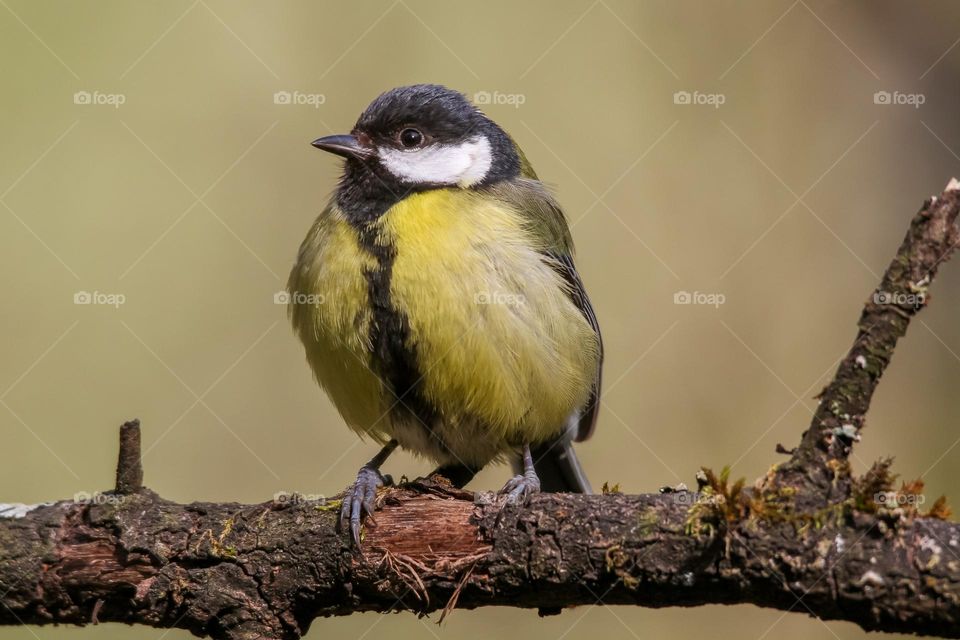 Great tit bird perching