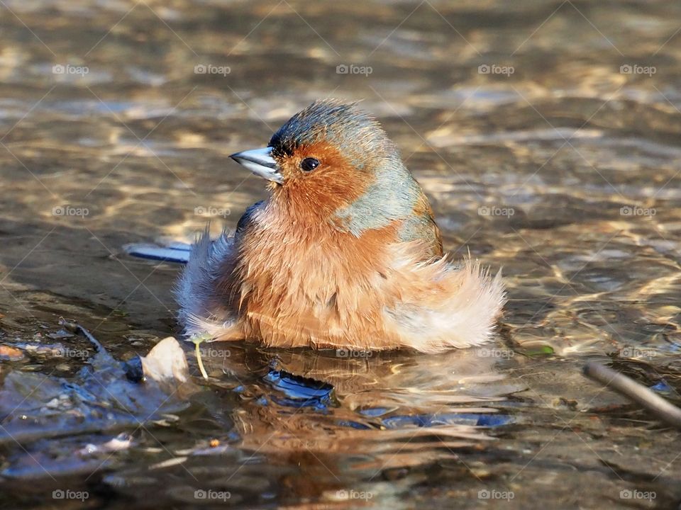 Chaffinch bath time