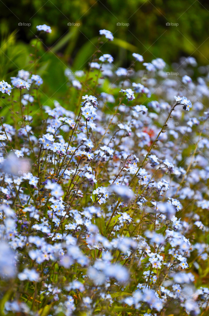 Blue flowers 