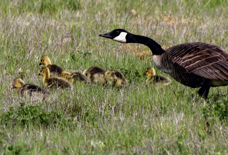 Mother Goose and Goslings 