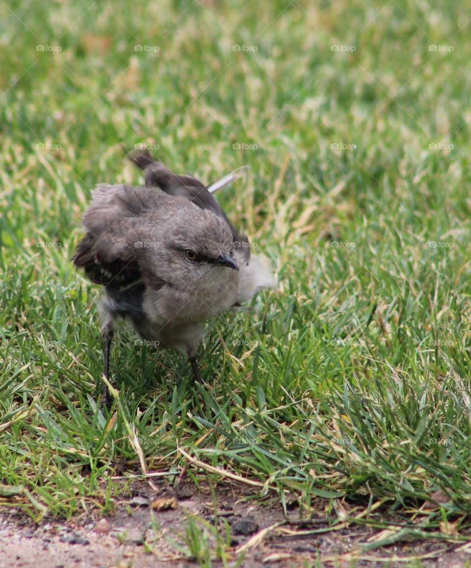 Northern mockingbird floofing feathers after a rain 